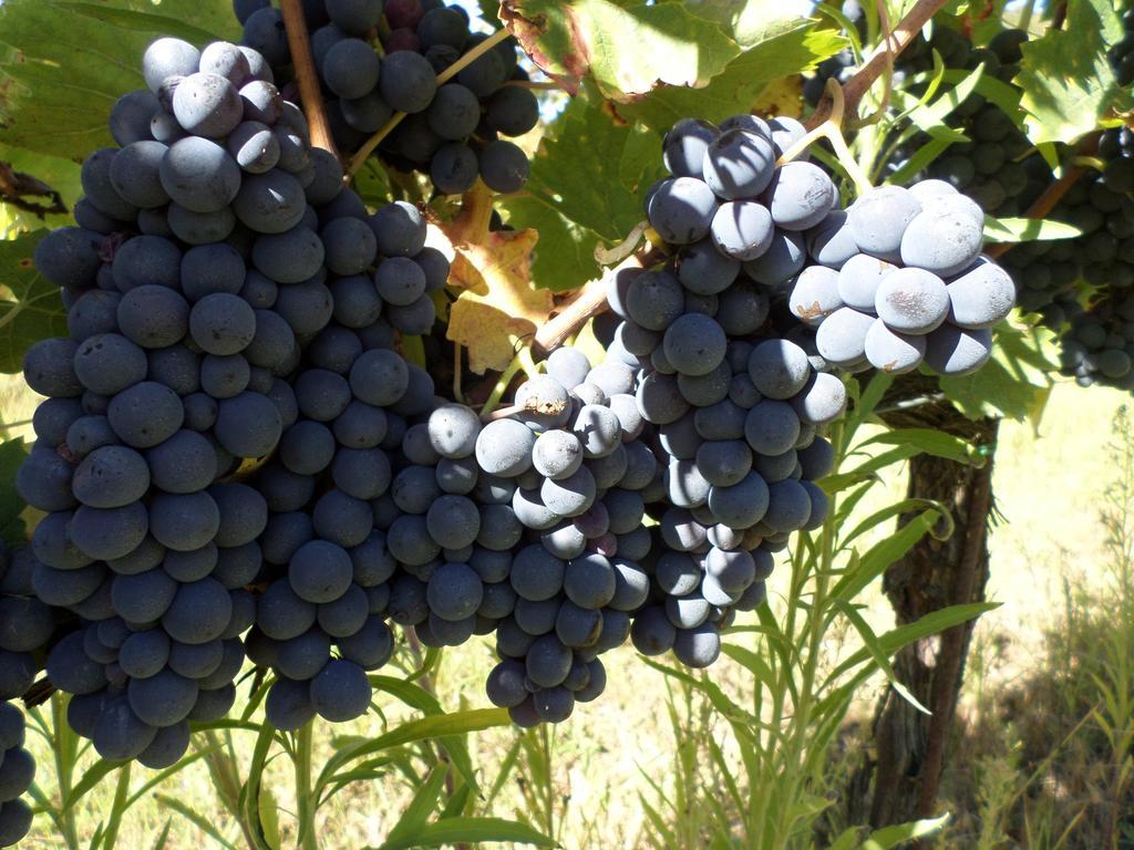 Tenuta Villa Rocchi 토리타디시에나 외부 사진